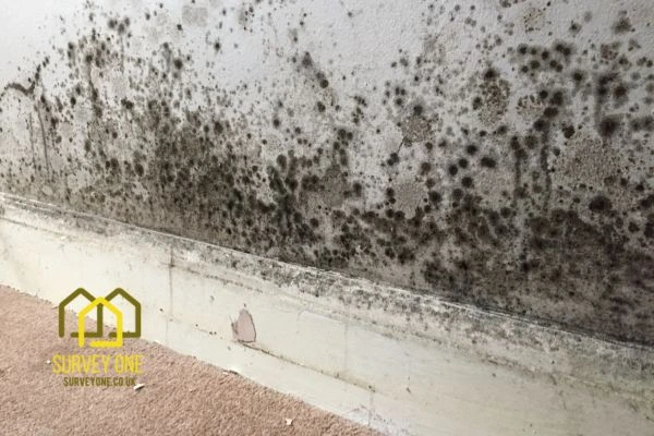 What’s the First Step to Take When You Notice Damp on a Party Wall Exeter?
